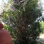 Reparata *